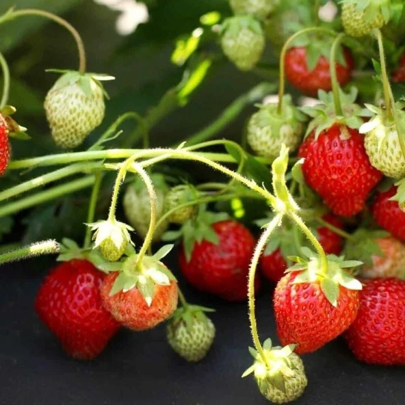 Organik 1 Adet Tüplü Sweet Ann Çilek Fidesi ürün görseli 1