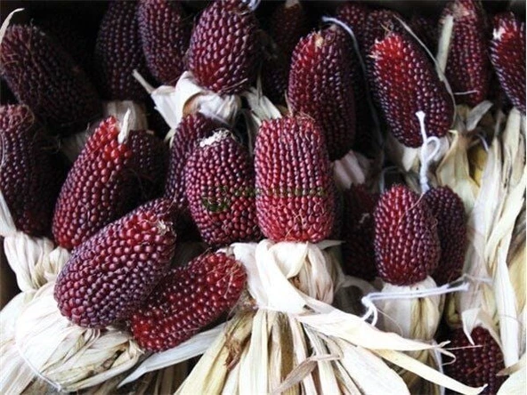 Yerli Çilek Mısır (Strawberry Popcorn) Tohumu (15 Adet) ürün görseli 1