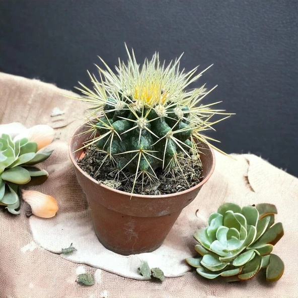Echinocactus Grusonii - Altın Fıçı Kaktüsü (8 lik Saksıda) ürün görseli 1