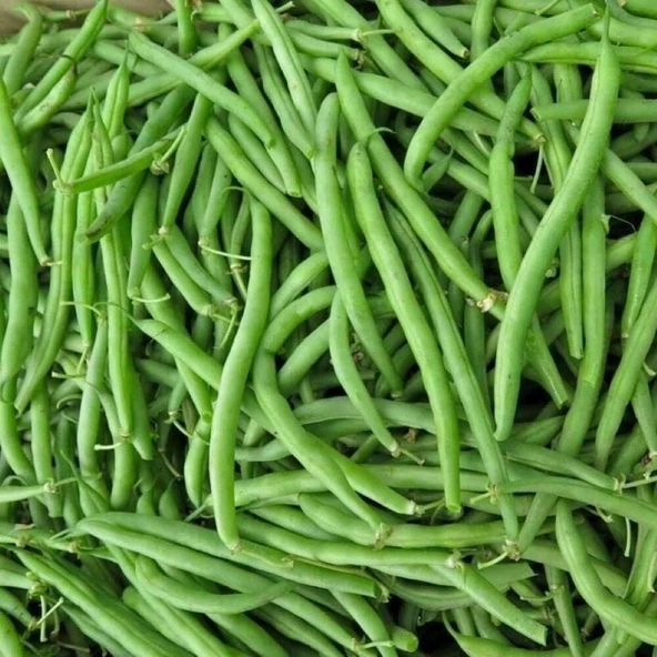 Oturak Kılçıksız Fasulye Tohumu (25 gram) ürün görseli 1