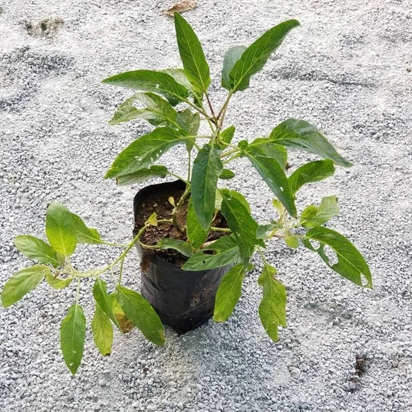 Pepino Fidanı, Torbada Dallı - Resim 3