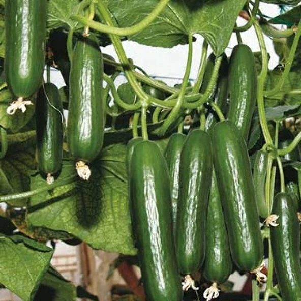 Sırık Salatalık (Hıyar) Tohumu 1 Paket (50 Adet) ürün görseli 1