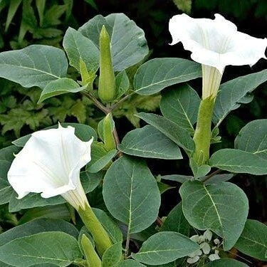 Gece Güzeli Datura stramonium Beyaz Renk Çiçek Tohumu 1 PAKET (15 Adet) ürün görseli 1