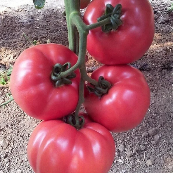 5 Adet Gülpembe Köy Domates Fidesi ürün görseli 1