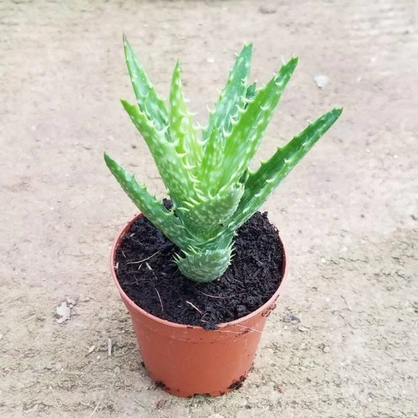 Minyatür Aloevera, 5.5 Cm Saksıda ürün görseli 1