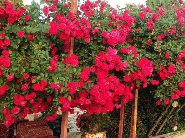 Tüplü Kokulu Kırmızı Cherry Belle Sarmaşık Gül Fidanı(120-160 cm) ürün görseli 1