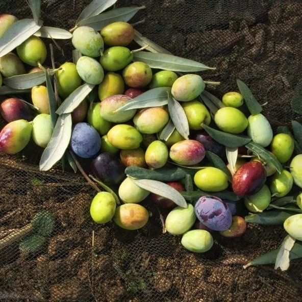 Kırmalık ve Yağlık Ayvalık Edremit Zeytin Fidanı ürün görseli 1
