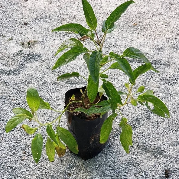 Pepino Fidanı, Torbada Dallı - Resim 2