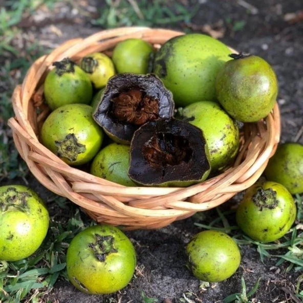 Tüplü Black Sapote (Çikolata Meyvesi) Fidanı ürün görseli 1