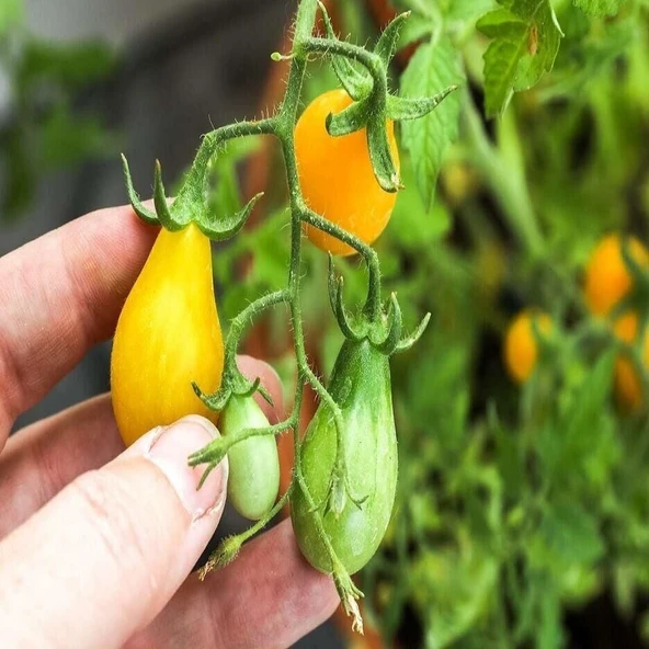Armut Görünümlü Yellow Pear Domates Tohumu (15 tohum) ürün görseli 1