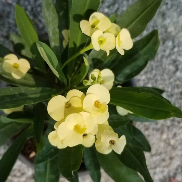 İTHAL Orijinal SARI Euphorbia Milii / Dikenler Tacı Küçük Saksıda ürün görseli 1