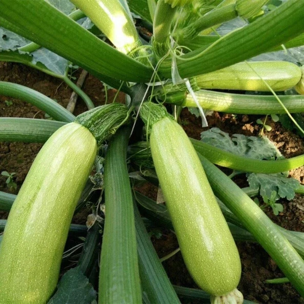 Beyaz Kabak Tohumu 10 gr Paket ürün görseli 1