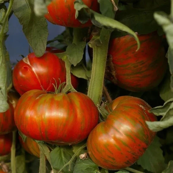 Aromatik Chocolate Stripes Domates Tohumu(15 tohum) ürün görseli 1