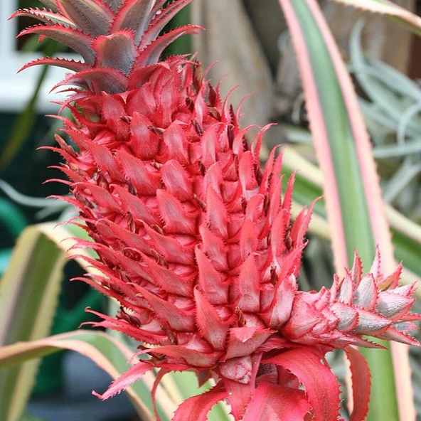 Saksıda Pembe Ananas Meyvesi Fidanı (Çok Özel) ürün görseli 1