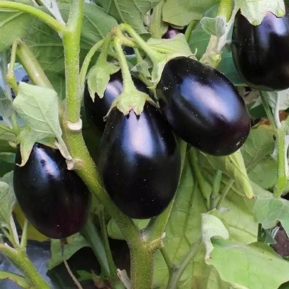 Koyu Mor Kamo Patlıcan Tohumu(15 tohum) ürün görseli 1