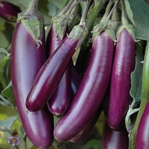Doğal Long Purple Patlıcan Tohumu (50 tohum) ürün görseli 1