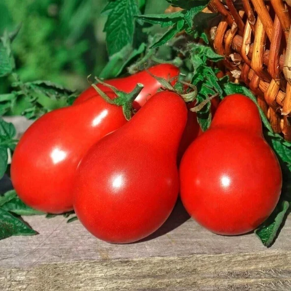 Red Pear Domates Tohumu (15 tohum) ürün görseli 1