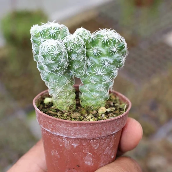 Mammillaria Gracilis Kartopu Kaktüs 5.5 Cm Saksıda ürün görseli 1