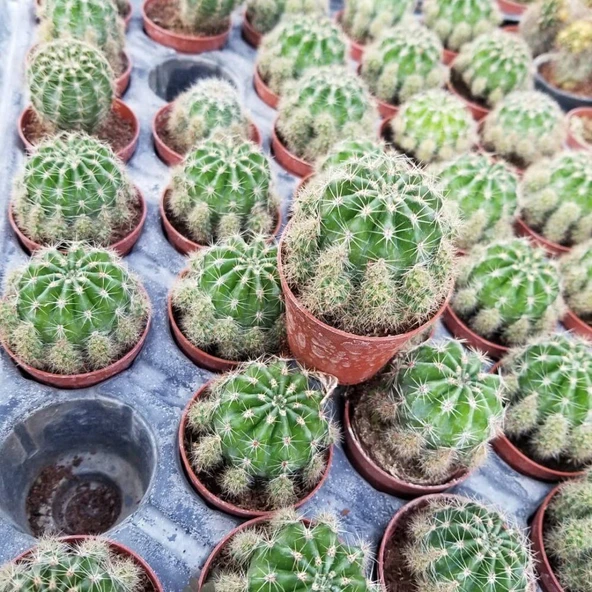 Top Kaktüs 5.5 cm Saksıda - Resim 2