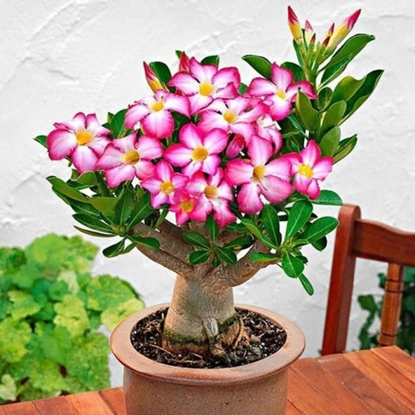 5.5 luk Saksıda Arabic Adenium Çöl Gülü Çiçeği Fidanı ürün görseli 1