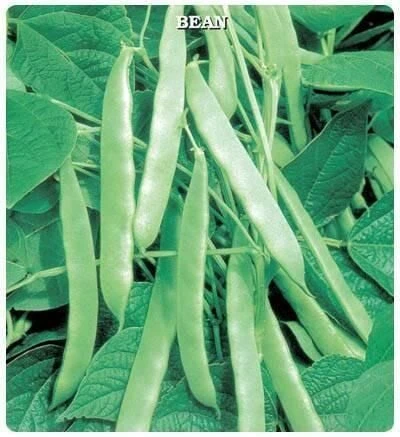 Sırık Fasülye Tohumu (25 gram) ürün görseli 1