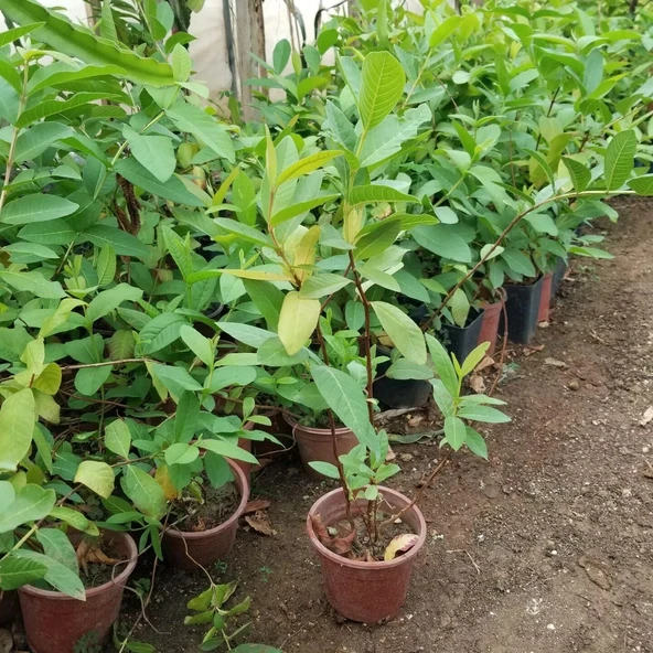 Bodur Pembe Guava Fidanı, Torbada - Resim 2