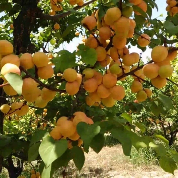 4 Yaş Aşılı Tyrinthe (Tirintine) Kayısı Fidanı, Saksıda ürün görseli 1