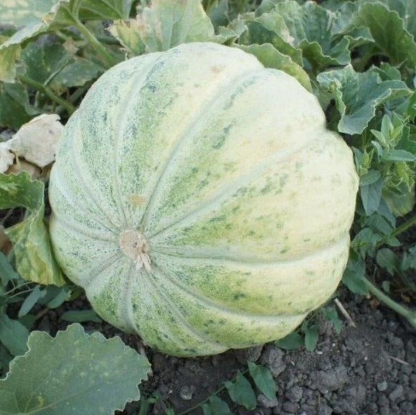 Kokulu Mühürlü Kavun Tohumu (10 gram) ürün görseli 1