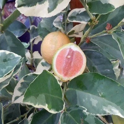 4 Yaş Aşılı Tropikal Alacalı Limon Fidanı, Torbada ürün görseli 1