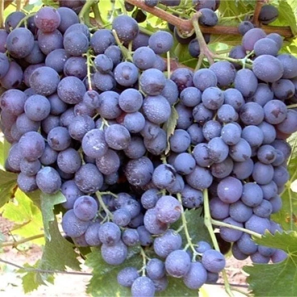Tüplü Yoğun Aromalı Alicante Bousche Üzüm Fidanı ürün görseli 1