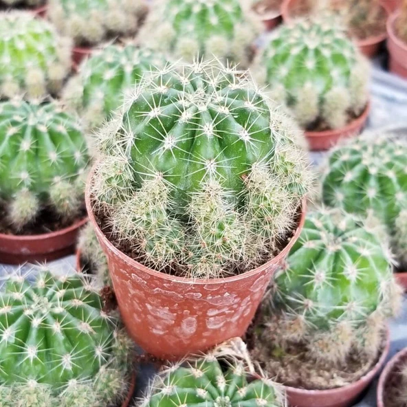 Top Kaktüs 5.5 cm Saksıda ürün görseli 1