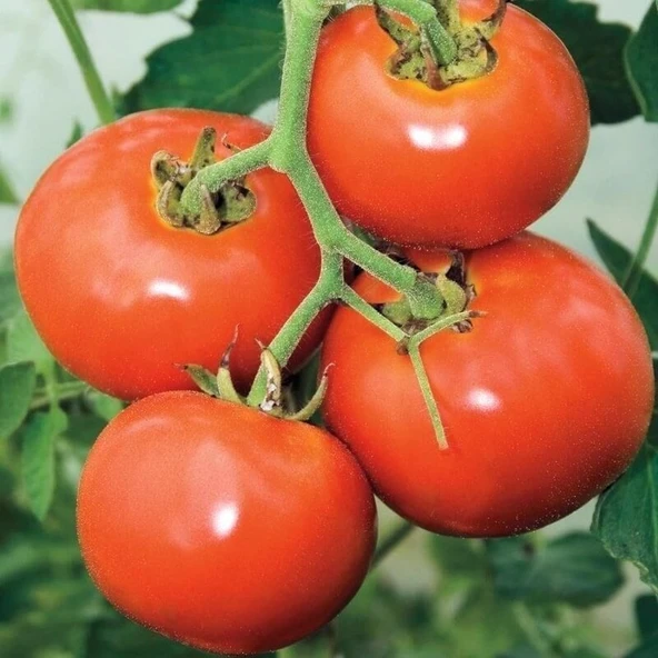 Doğal Manitabo Domates Tohumu (20 tohum) ürün görseli 1