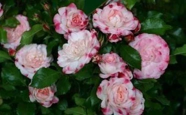 Tüplü Aşılı Rosenstadt Freising Pembe Beyaz Yediveren Gül Fidanı ürün görseli 1