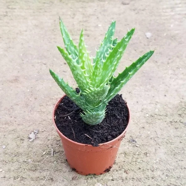 Minyatür Aloevera, 5.5 Cm Saksıda - Resim 2