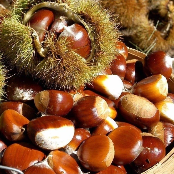 Tüplü Conkara Cinsi Balıkesir Kestane Fidanı ürün görseli 1