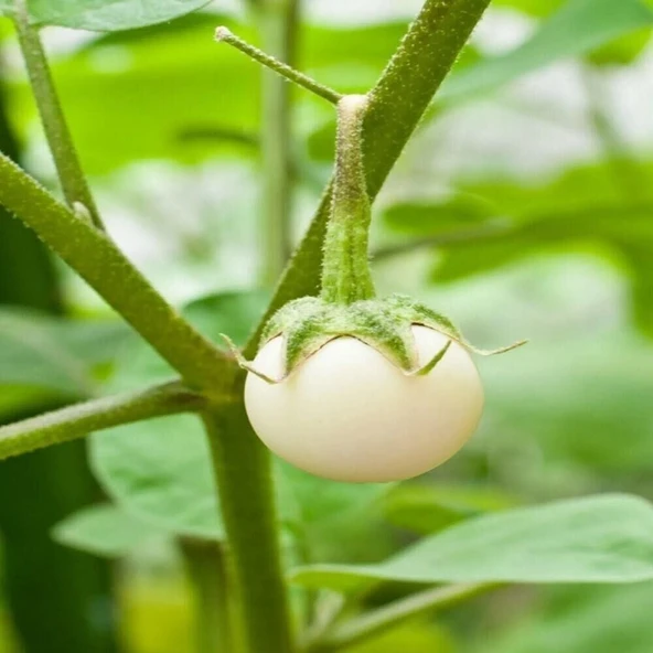 Big White Patlıcan Tohumu (15 tohum) ürün görseli 1