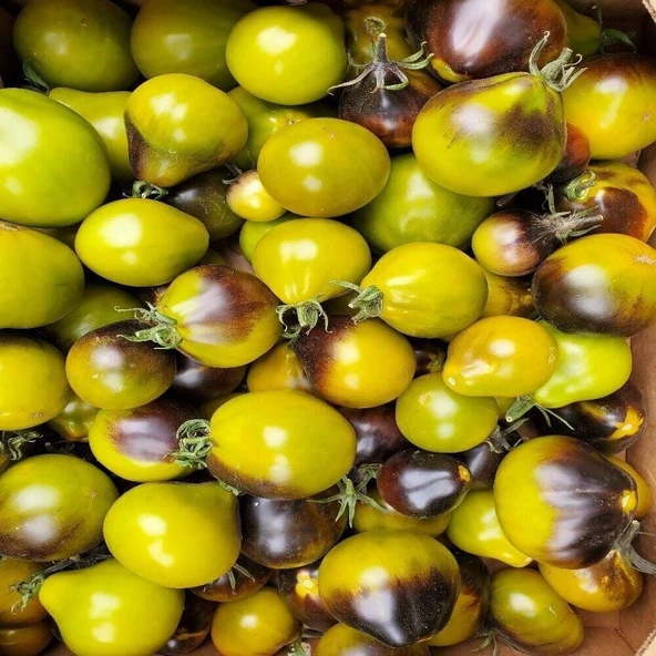 Green Flanders Contrast Domates Tohumu(15 tohum) ürün görseli 1