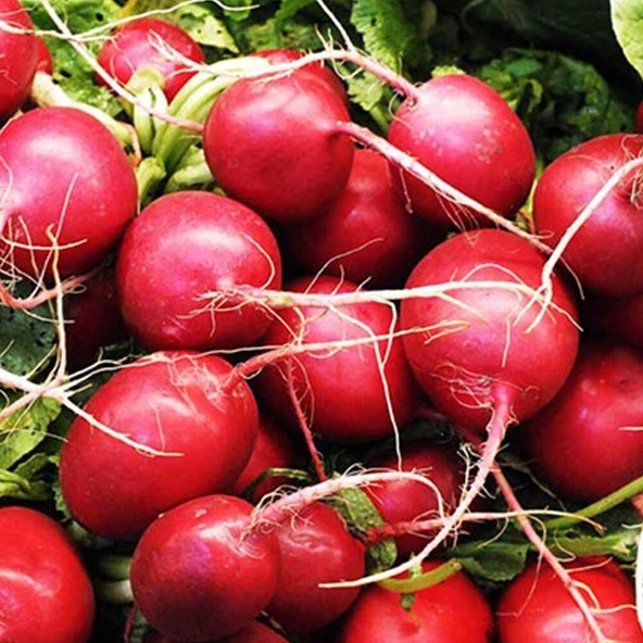 Doğal Kırmızı Fındık Turp Tohumu (550 tohum) ürün görseli 1