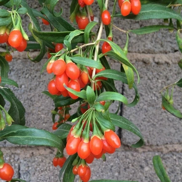Princess Tao Goji Berry Kurt Üzümü Fidanı ürün görseli 1