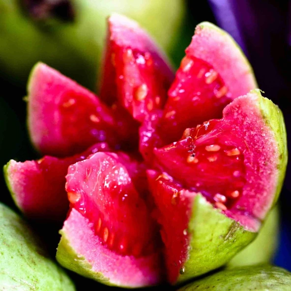 Saksıda Büyük Boy Guava Fidanı (Meyve verir durumda) ürün görseli 1
