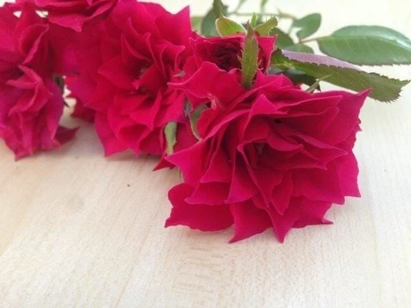 Yıldız Şeklinde Çiçek Açan Star Love Gül Fidanı ürün görseli 1
