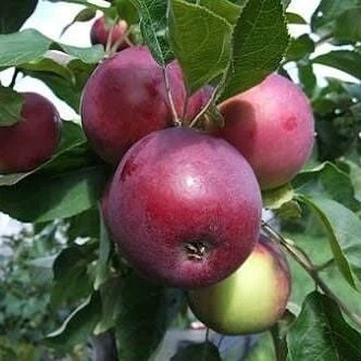 3 Yaş, Aşılı Elma Fidanı JERSEY MAC-YAZ ELMASI, Torbada ürün görseli 1