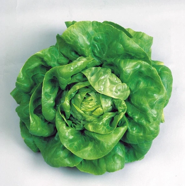 Kışlık İri Kıvırcık Marul Tohumu (1 gram) ürün görseli 1
