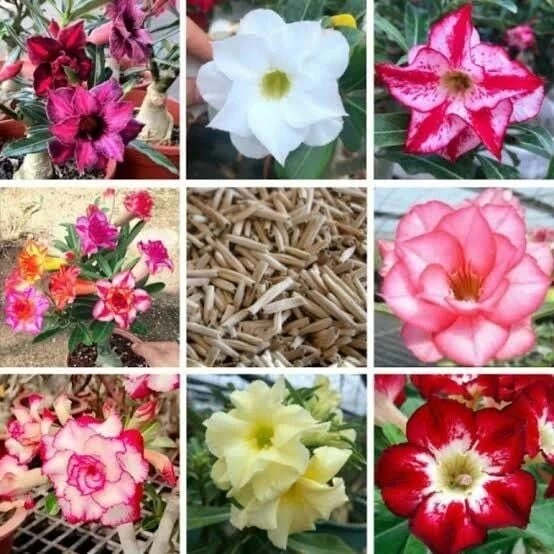 10 Adet 5.5 Luk Saksıda Adenium Çöl Gülü Çiçeği Fidanı Pakedi (Mix Karışık) ürün görseli 1