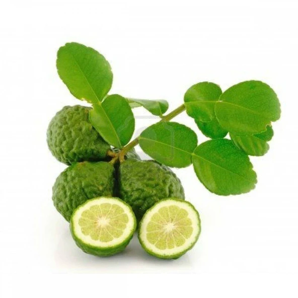 4 Yaş Aşılı Kaffir Lime Fidanı, Torbada ürün görseli 1