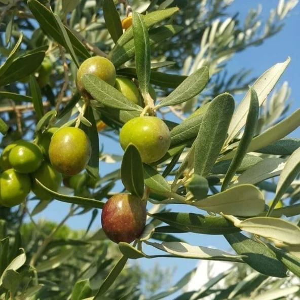 Tüplü Sınırlı Üretim Barnea Zeytini (İsrail) Fidanı ürün görseli 1