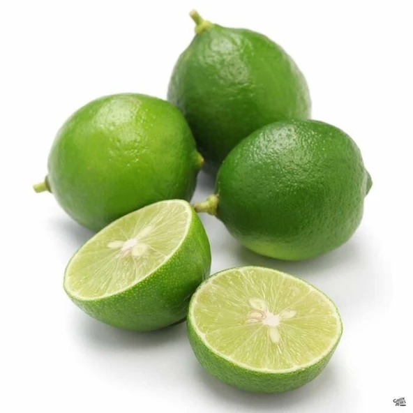 3 Yaş Aşılı Dikensiz Mexican Lime Fidanı, Torbada ürün görseli 1