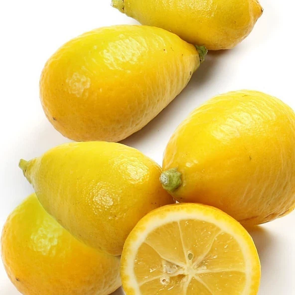 6 Yaş Aşılı Limequat Süs Limonu Fidanı, Torbada ürün görseli 1