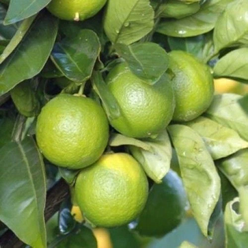 6 Yaş Aşılı Tahiti Lime Yeşil Limon Fidanı, Saksıda ürün görseli 1