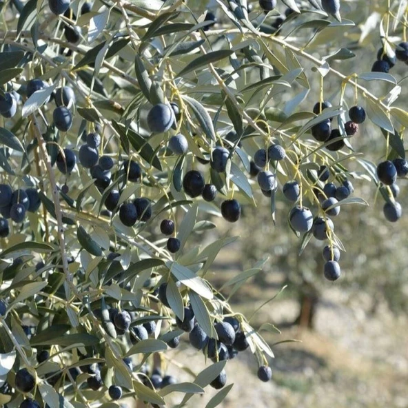 Tüplü Yabancı Menşei Yağlık ve Sıkımlık Avustralya–Ligurian Zeytini Fidanı ürün görseli 1